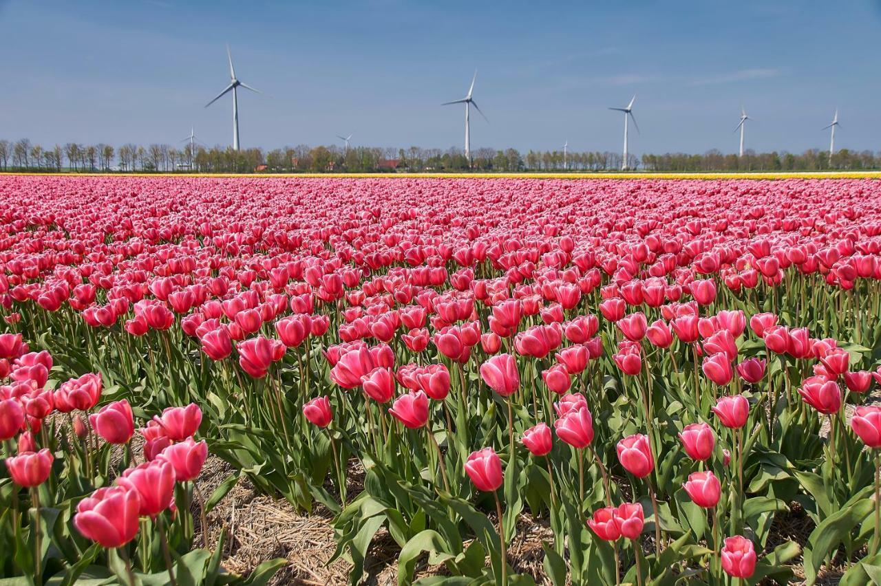 Het Dobbertje, Charmant Houten Huisje Sint Maartensvlotbrug Экстерьер фото